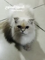  1 قطة مكس بين هملايا وسكوتش