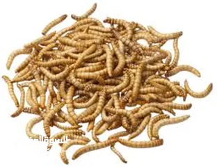  9 دود قبابي /ميل ورم /Mealworm