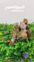  7 فروخ غر كنيورات ومتاتو