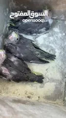  5 جوز كوكتيل تحتو ثلاث فراخ