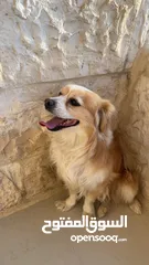  1 كلاب لولو فكس ذكر و انثى للبيع