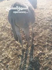  3 حمار غنم نخب اول ولا غلطه مخصي