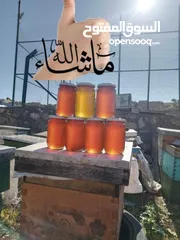  3 عسل  طبيعي