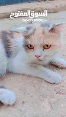  6 قطط شيرازي