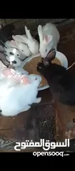  2 ارانب فرنسي ابيض للبيع