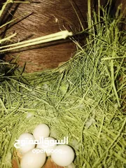  10 African love bird breeding pair egg