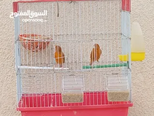  4 جوز كرزي وطيرة بيضا اقرأ الوصف