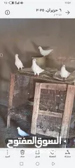  2 موجود 10 جوز حمام فرنسي بيور كلو شغال منتج كفاله شغل سعر جوز 10د موجودات اربد لواء الطيبه تواصل 0776