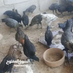  8 بسم الله فرخات نخب اول