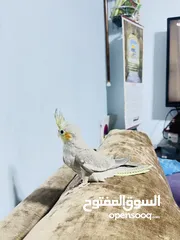  1 عصفور كوكتيل