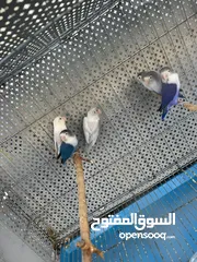  2 طيور فشر الالوان مميزه حبات جامبو