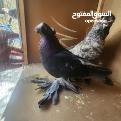  4 متاح جواز ازبك بزره الماني