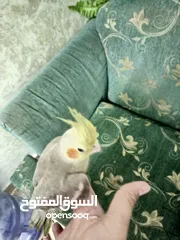  4 عصفور كوكتيل عمره من 3-5 اشهر مو مبين ذكر ولا انثى