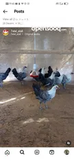  10 دجاج وبيض عضوي