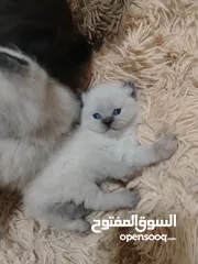  17 كتن سكوتش حبات ما شاء الله