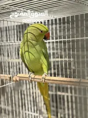  2 Parrot and cockatiel