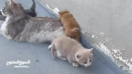  8 قطة شانشيلا مهجن انثى