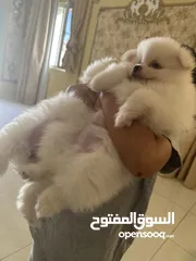  1 بومارينيان