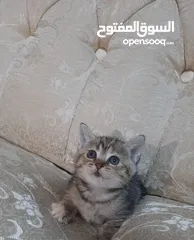  8 قطط سكوتش فولد وستريت