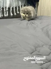  4 سكوتش انثي