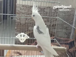  4 كوكتيل فالو وايت فيس