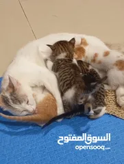  1 Mix cat with Bright color with 4 kids and one mother. One is male another 3 kids are female