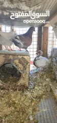  3 ازواج كنج سوبر جامبو