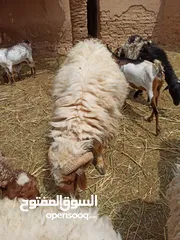  2 نعيمي ذكر وأنثى