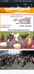  4 دجاج  عماني