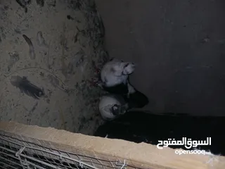  16 4 جواز شغاله  وفحل مكفوله للبيع دون الفراخ 35 دينار كوم