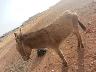  1 ..حما.ر ..للبيع.. السعر 90 قريب ..من.. جسر .مادباء. .................... .. ........................