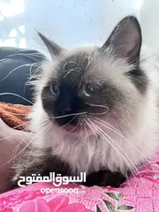  1 قطه هملايه للببع