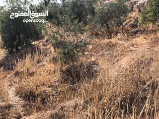  2 بلدية ارحاب/ حمامة العموش