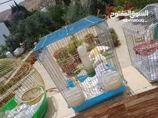  21 عصافير كنار للبيع جواز جاهزه في  اشي مع بيض واشي مش مع بيض وفي فراخ صغار جواز