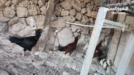  13 باكستاني نخب