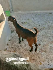  2 سخلتين شاميات ثنايا
