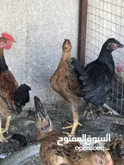  3 دجاجات عرب 2كرك
