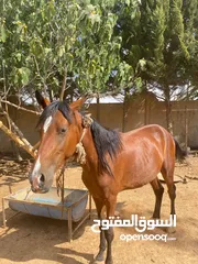  6 خيل بدوي 300 دينار بداع السفر ، سعر مغري جدا