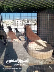  10 متاح جواز حمام شغالين  نجفي تكلجي