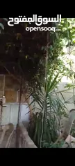  22 بيت ومنازل للبيع