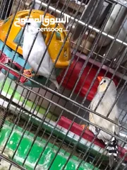  2 جوز جنه اول خيره تحتي بيض
