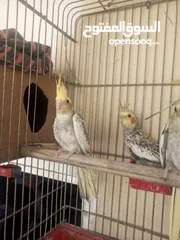  3 فراخ كوكتيل عمر اقل من شهرين وفراخ زق يدوي
