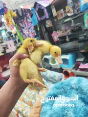  2 بط بلدي انتاج مزارع مطعم و جاهز ، بداية فطم بيااكلوا لحالهم العمر 40 يوم