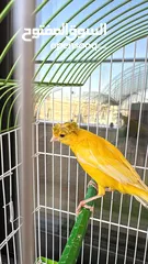  1 كناري 3 فحوله صوت نار  مع جميع اغراضهم