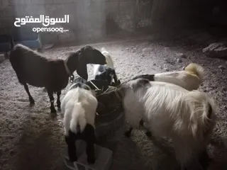  4 عنزتين للبيع او بدل على خرفان