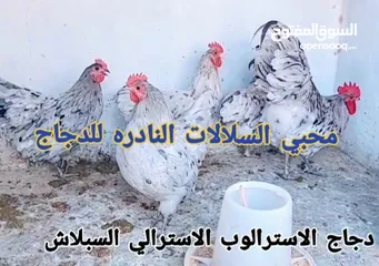  13 بيض مخصب و صيصان لسلالات دجاج نادره على مستوى العالم
