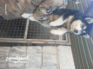  6 جيرمن العمر 50 يوم