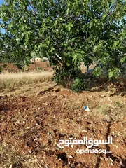  4 مزرعه مشجره وزراعيه وتصلح لجميع المشاريع