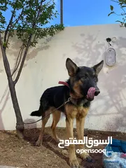  5 كلاب نوع جيرمن للبيع ذكرالعمر 10 شهور