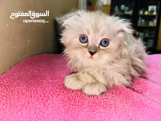  4 قط شيرازي سكني